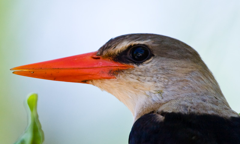 Gray-Headed Kingfisher